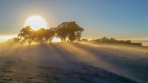 Matin Glacial Hiver Mulligans Flat Nature Reserve Territoire Capitale Australienne — Photo