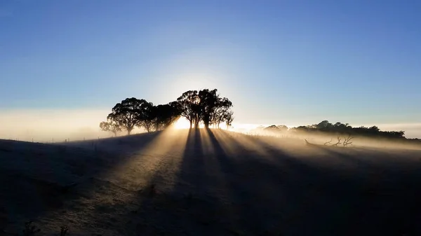 Зимнее Морозное Утро Маллигансе Плоский Заповедник Австралийская Столичная Территория — стоковое фото