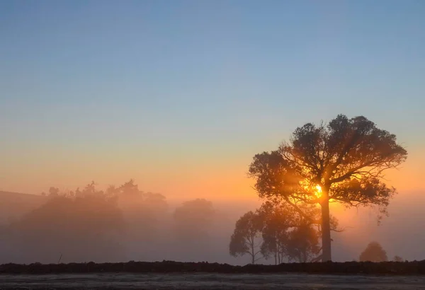 Matin Glacial Hiver Mulligans Flat Nature Reserve Territoire Capitale Australienne — Photo