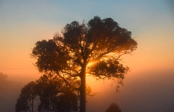 Matin Glacial Hiver Mulligans Flat Nature Reserve Territoire Capitale Australienne — Photo