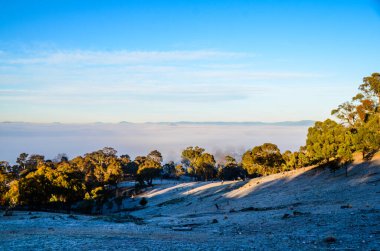 Avustralya 'nın başkenti Mulligans Düzlük Doğa Rezervi' nde dondurucu ve sisli bir kış sabahı.