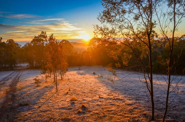 Matin Glacial Brumeux Hiver Dans Réserve Naturelle Mulligans Flat Territoire — Photo