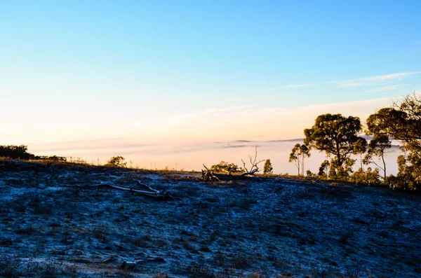 Avustralya Nın Başkenti Mulligans Düzlük Doğa Rezervi Nde Dondurucu Sisli — Stok fotoğraf