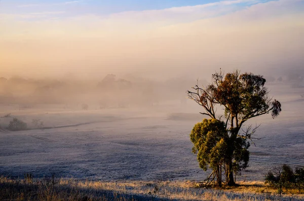 Avustralya Nın Başkenti Mulligans Düzlük Doğa Rezervi Nde Dondurucu Sisli — Stok fotoğraf