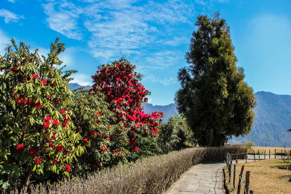 Czerwony Rhododendron Kwiat Ogrodzie Wiosce Ghandruk Obwód Annapurna Nepal — Zdjęcie stockowe