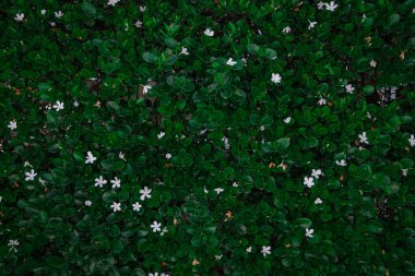 Çiçekli yeşil çitler, küçük beyaz çiçekler