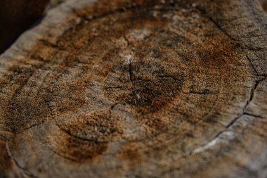 Bir kütüğe yaklaş.