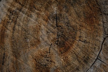 Bir kütüğe yaklaş.