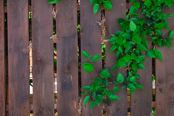 Dřevěný Plot Zelenou Rostlinou — Stock fotografie