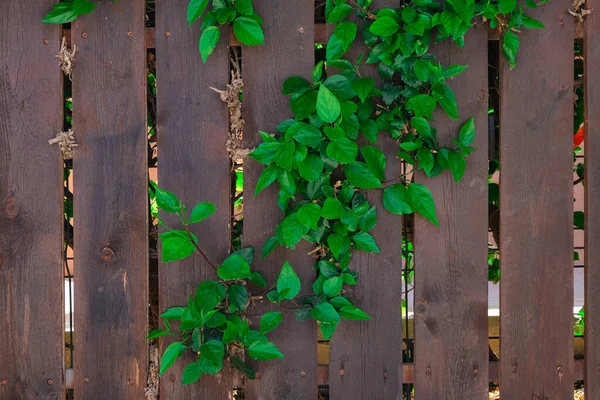 Cerca Madeira Com Planta Verde Sobre Ele — Fotografia de Stock