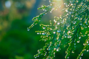 Gün ışığında bir damla çiy... Sabah doğası. Yeşil doğa duvar kağıdı