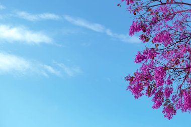 Bulutlu mavi gökyüzü ve pembe ağaç. 