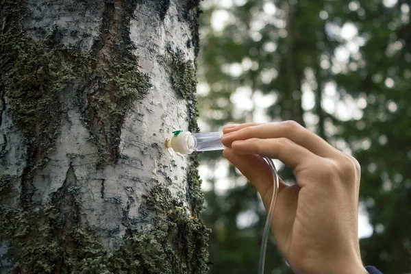 Damlayı tutan el huş ağacından suyu çıkarır.