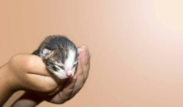 Sevimli yeni doğmuş kedi yavrusu bir çocuğun ellerinde yatıyor. Bej bir arka planda. Yumuşak odaklanma. Boşluğu kopyala