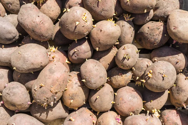 Patatas Orgánicas Frescas Campo Primer Plano Fondo Papa Patatas Germinadas — Foto de Stock