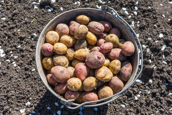 Metalleimer Voller Kartoffeln Frische Bio Kartoffeln Auf Dem Feld Nahaufnahme — Stockfoto