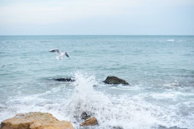 Mesmerizing winter black sea landscape with clean blue sky. Seagull flying over seawater. Sunny day by the sea. Seascape. 