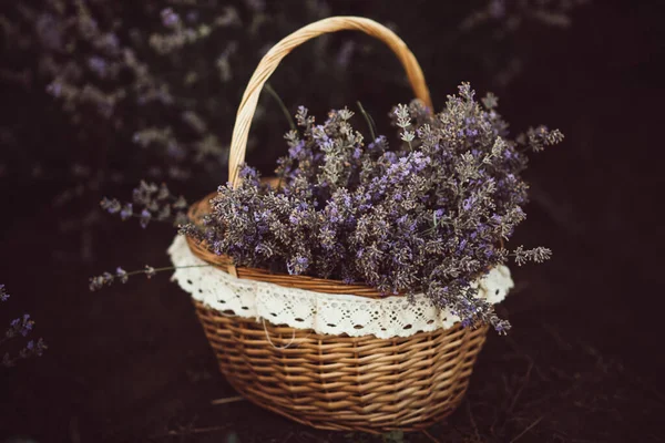 Vintage Korb Mit Einem Bouquet Von Lavendel Darin Lavendel Ernten — Stockfoto