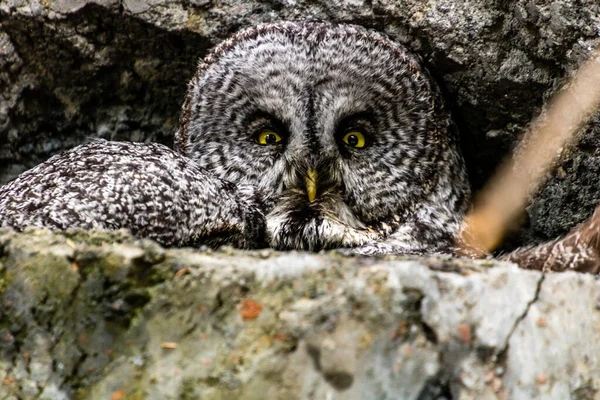 Par Búhos Barrados Sacan Cabeza Del Agujero Pared Zoológico Calgary — Foto de Stock