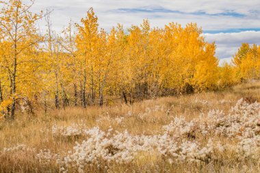 Calgary çevresindeki alanlarda renkleri göster