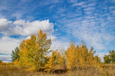 Calgary çevresindeki alanlarda renkleri göster