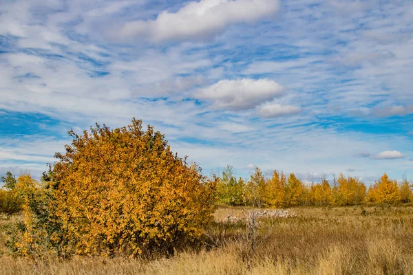 卡尔加里周围田野里的秋季彩绘正在展出 — 图库照片