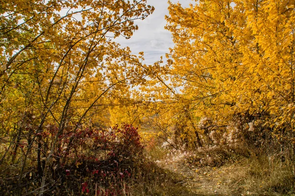 Calgary Çevresindeki Alanlarda Renkleri Göster — Stok fotoğraf