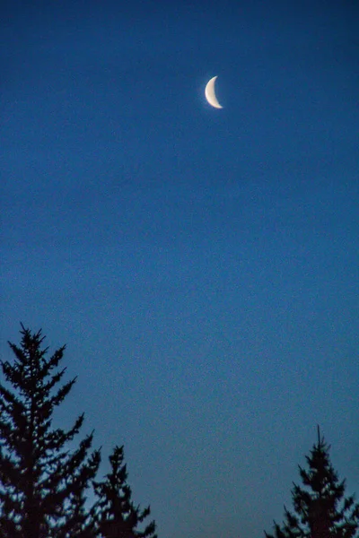 Księżyc Nad Wierzchołkami Drzew Calgary Alberta Kanada — Zdjęcie stockowe