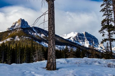 Three Sisters Parkway 'den Keçi Çiftliği. Canmore, Alberta, Kanada