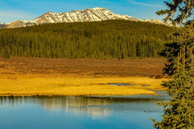 Sonbahar renkleri arka ülkeyi süslüyor. Clearwater County, Alberta, Kanada