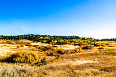 Sonbahar renkleri, mavi gökyüzü ve viski bulutları kırsal bölgeleri işaretliyor. Cypress County, Alberta, Kanada