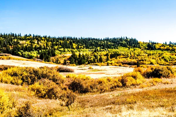 Sonbahar renkleri, mavi gökyüzü ve viski bulutları kırsal bölgeleri işaretliyor. Cypress County, Alberta, Kanada