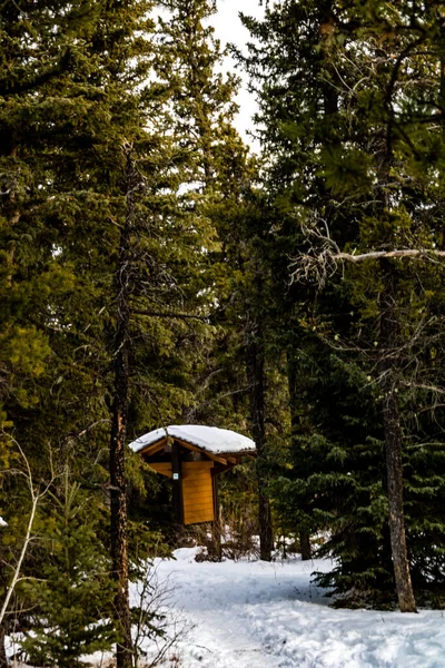 Taşrada hala kar var. Exshaw, Alberta, Kanada