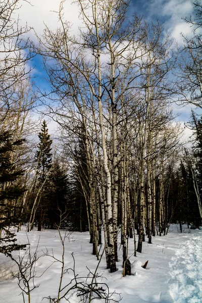 Hinterland Liegt Noch Immer Schnee Exshaw Alberta Kanada — Stockfoto