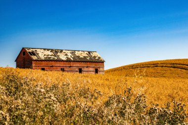 Çayırlardaki eski çiftlik binaları. Alberta, Kanada