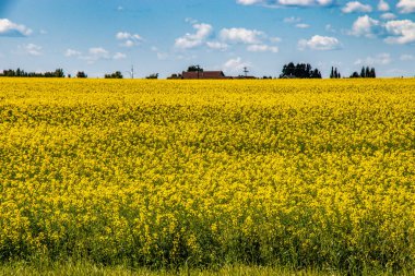 Tarlada açık sarı kanola. Kneehill County, Alberta, Kanada