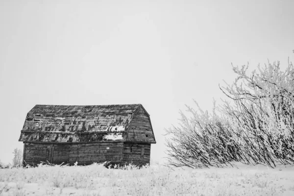 霜の降る朝に農場の建物を放棄しました カナダのアルバータ州 — ストック写真