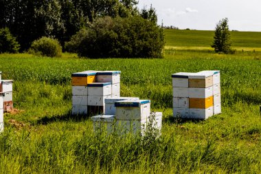 Tarlada arı kovanları. Red Deer County, Alberta, Kanada