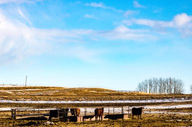 Bir tarlada otlayan sığırlar. Rockyview County, Alberta, Kanada