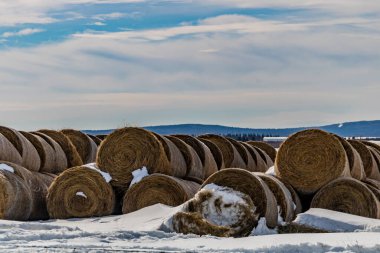 Karlı bir tarlada saman balyaları. Spingbank, Alberta, Kanada