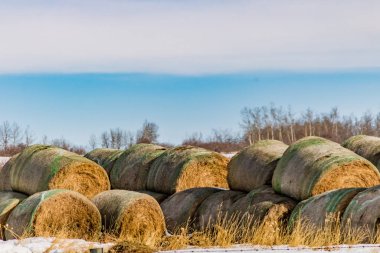 Karlı bir tarlada saman balyaları. Spingbank, Alberta, Kanada