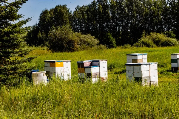 Tarlada arı kovanları. Red Deer County, Alberta, Kanada