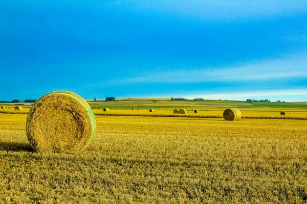 Fardos Feno Campo Agricultores Condado Rockyford Alberta Canadá — Fotografia de Stock