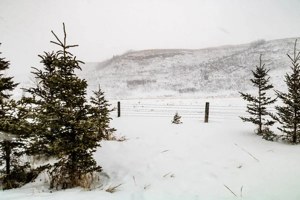 Wintersturm Verwüstet Ein Feld Rockyview County Alberta Kanada — Stockfoto