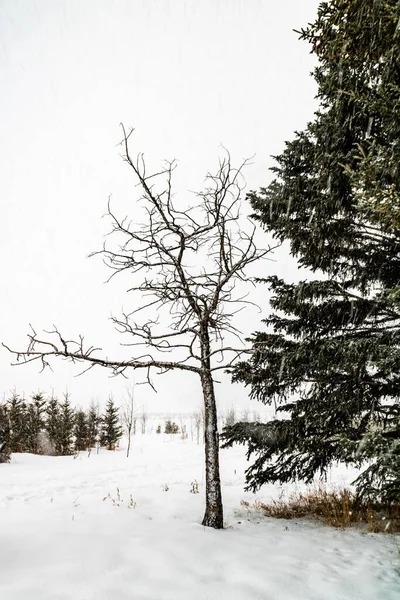 Wintersturm Verwüstet Ein Feld Rockyview County Alberta Kanada — Stockfoto