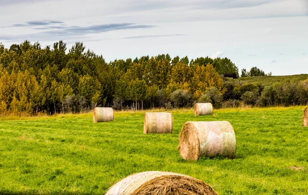 Balle Fieno Nel Campo Colori Cadono Sugli Alberi Contea Rockyview — Foto Stock