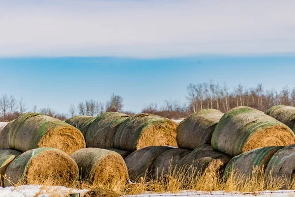 Pacas Heno Campo Cubierto Nieve Spingbank Alberta Canadá —  Fotos de Stock