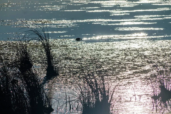 Солнце Сверкает Над Озером Округ Мбаппе Альберта Канада — стоковое фото