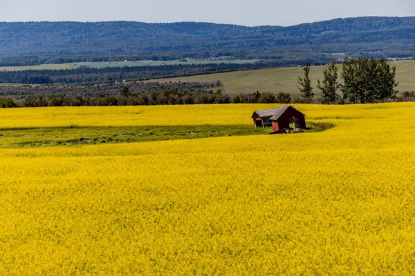 Canola Otacza Czerwoną Stodołę Spingbank Alberta Kanada — Zdjęcie stockowe