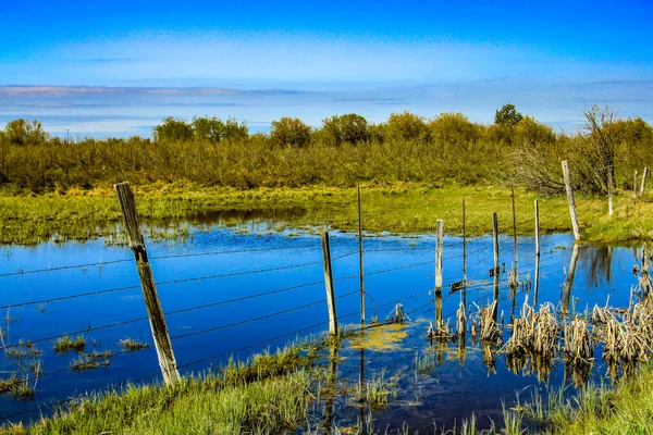 Staw Przy Drodze Idealny Dla Kaczek Wheatland County Alberta Kanada — Zdjęcie stockowe